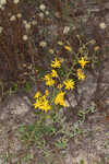 Lynn Haven goldenaster